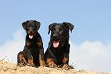 BEAUCERON - ADULTS and PUPPIES 020